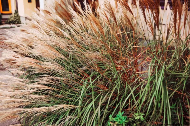 Fire-Safe Landscaping: 25 Risk Factors to Consider