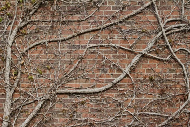 Fire-Safe Landscaping: 25 Risk Factors to Consider