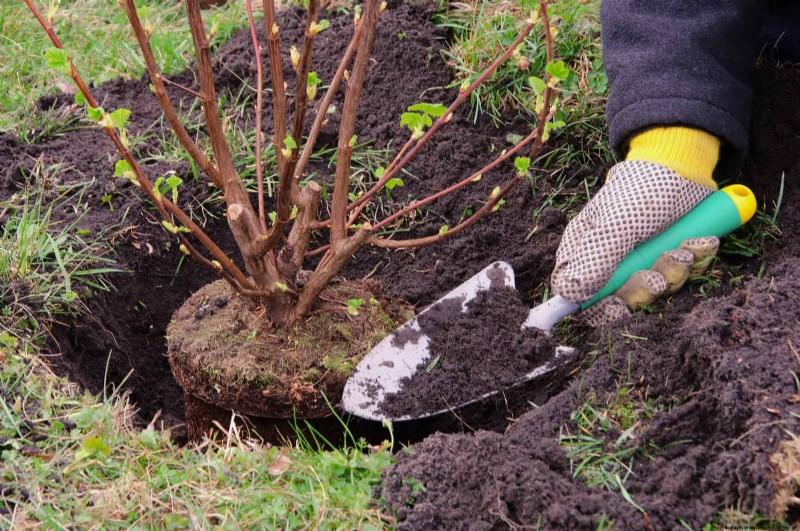 Common Landscaping Mistakes & How to Fix Them