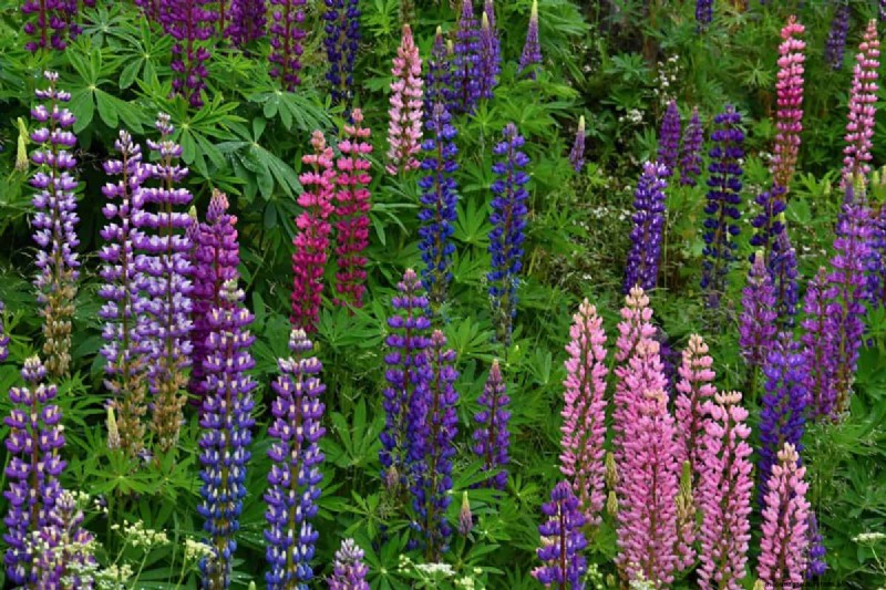 Common Landscaping Mistakes & How to Fix Them