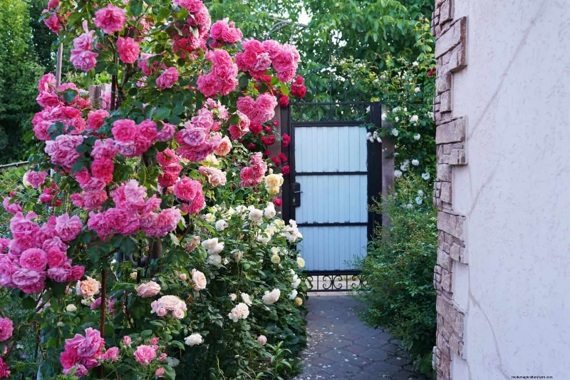 Common Landscaping Mistakes & How to Fix Them