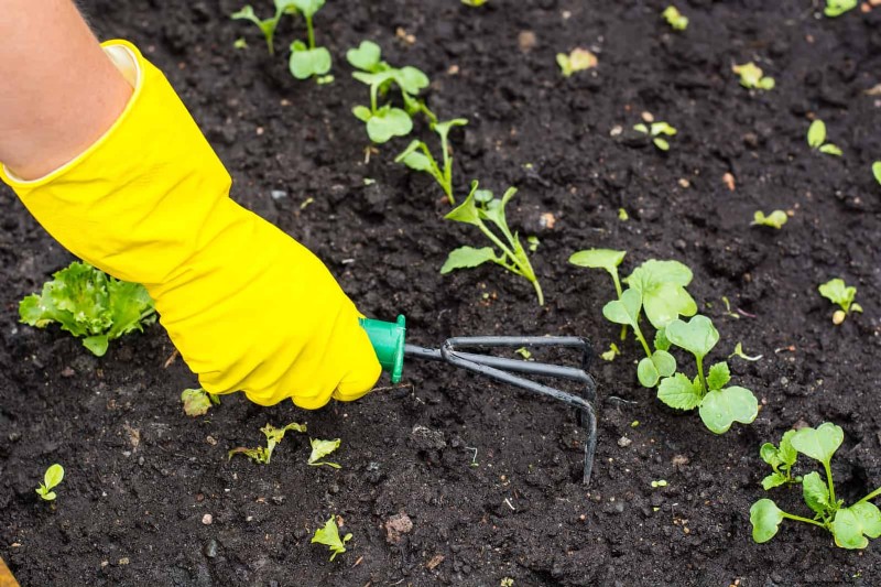 Spring Fertilizing: Why Delaying Feeding Benefits Your Garden