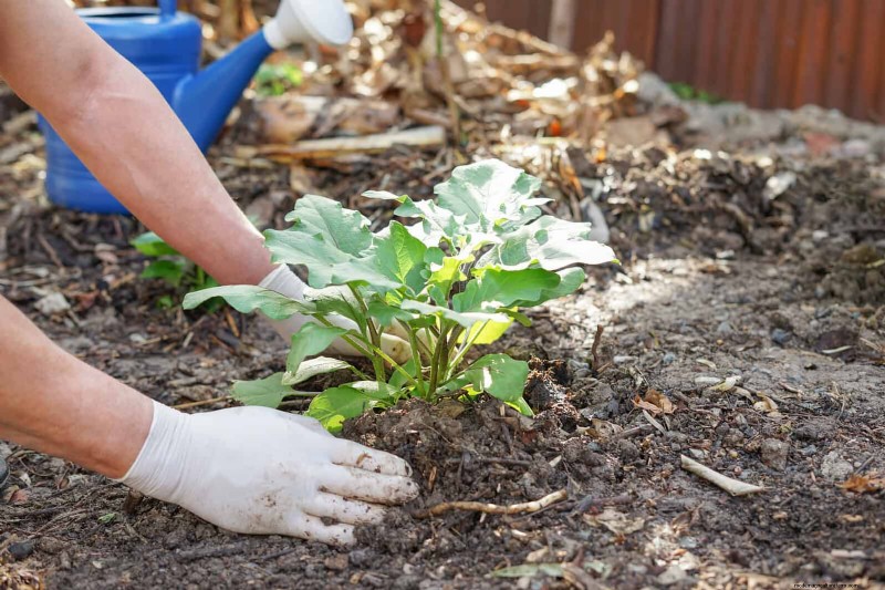 Spring Fertilizing: Why Delaying Feeding Benefits Your Garden