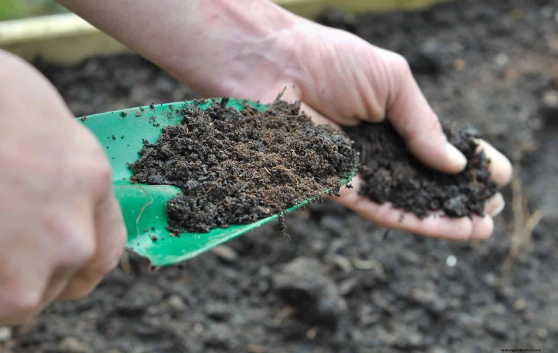 Spring Fertilizing: Why Delaying Feeding Benefits Your Garden