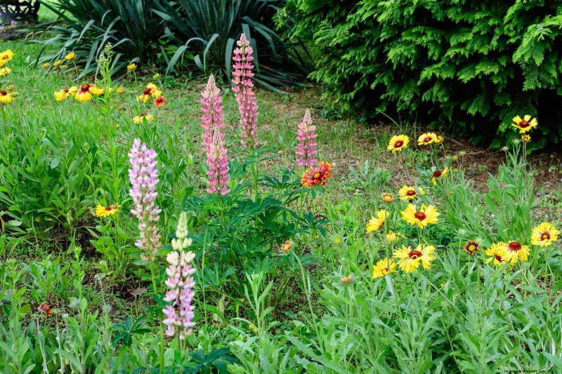 Spring Fertilizing: Why Delaying Feeding Benefits Your Garden