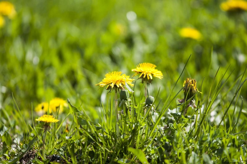 Spring Fertilizing: Why Delaying Feeding Benefits Your Garden