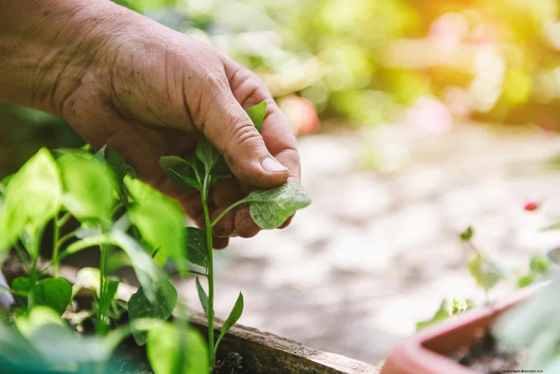 Spring Fertilizing: Why Delaying Feeding Benefits Your Garden