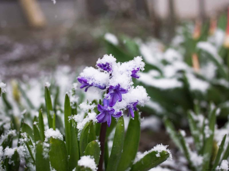 Spring Fertilizing: Why Delaying Feeding Benefits Your Garden