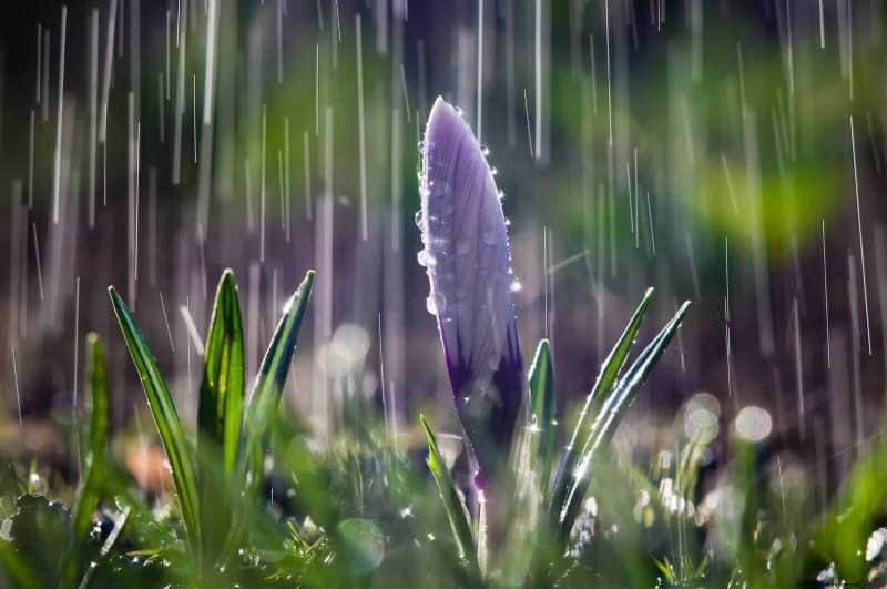 Spring Fertilizing: Why Delaying Feeding Benefits Your Garden