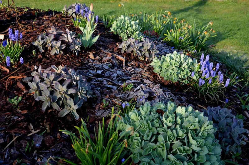 Spring Fertilizing: Why Delaying Feeding Benefits Your Garden