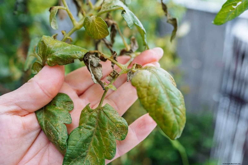 Spring Fertilizing: Why Delaying Feeding Benefits Your Garden