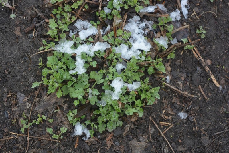Spring Fertilizing: Why Delaying Feeding Benefits Your Garden