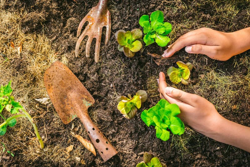 Spring Fertilizing: Why Delaying Feeding Benefits Your Garden