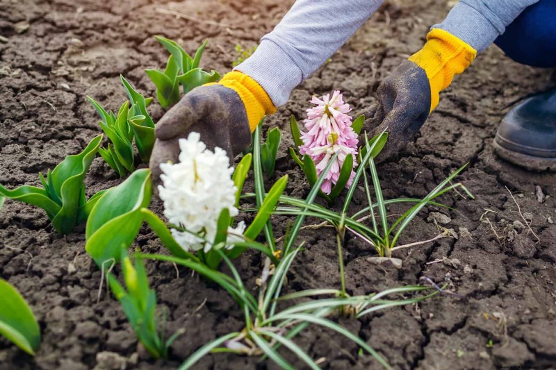 Spring Fertilizing: Why Delaying Feeding Benefits Your Garden