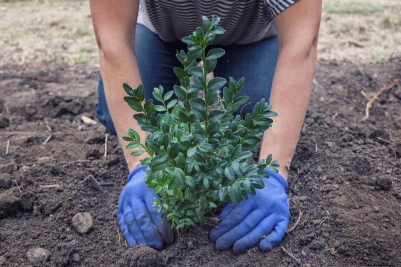 Spring Fertilizing: Why Delaying Feeding Benefits Your Garden