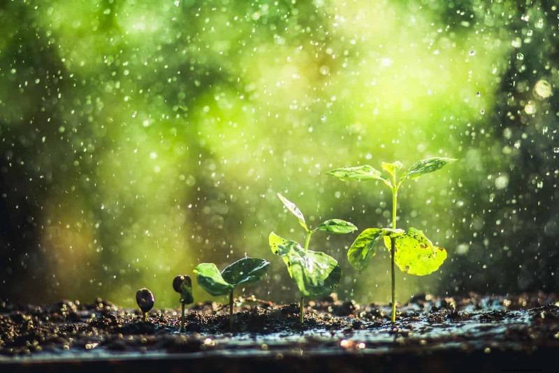 Spring Fertilizing: Why Delaying Feeding Benefits Your Garden
