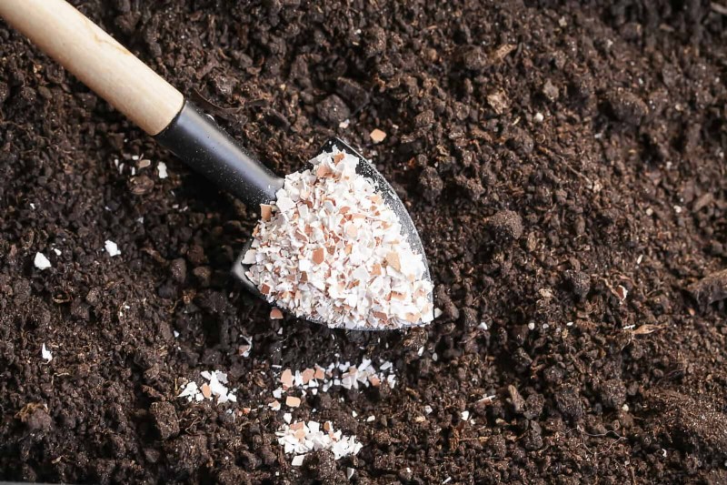 Spring Fertilizing: Why Delaying Feeding Benefits Your Garden