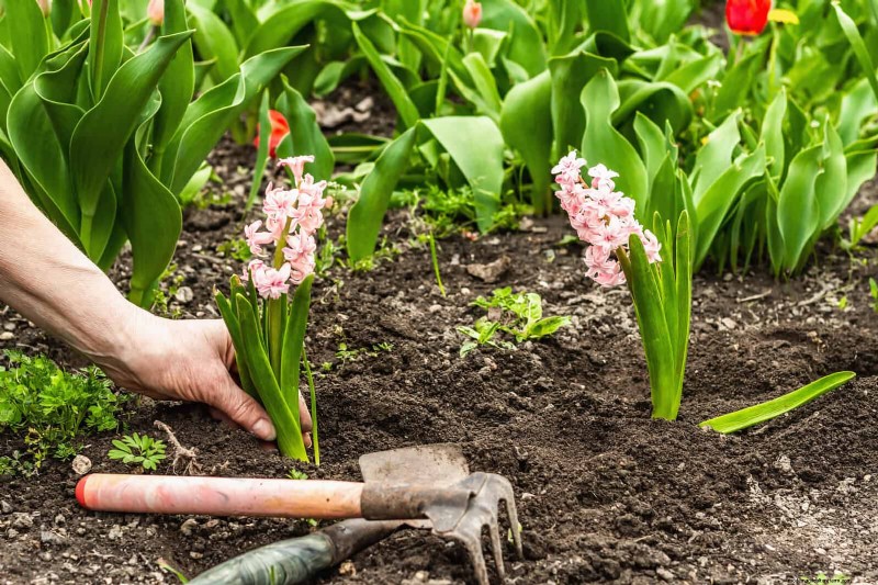 Spring Fertilizing: Why Delaying Feeding Benefits Your Garden