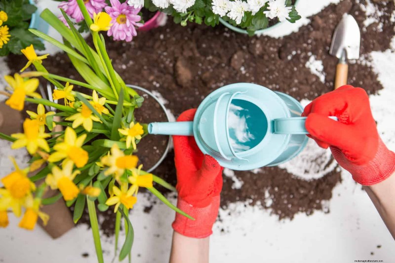 Spring Fertilizing: Why Delaying Feeding Benefits Your Garden