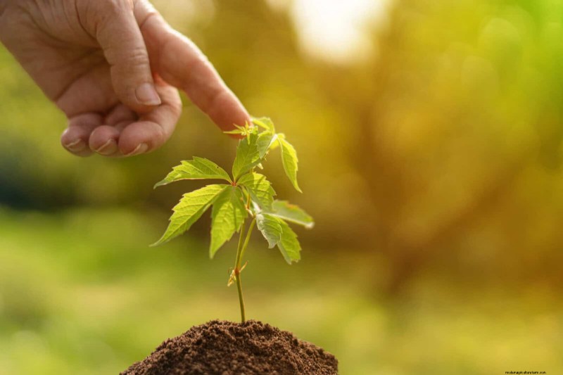 Spring Fertilizing: Why Delaying Feeding Benefits Your Garden