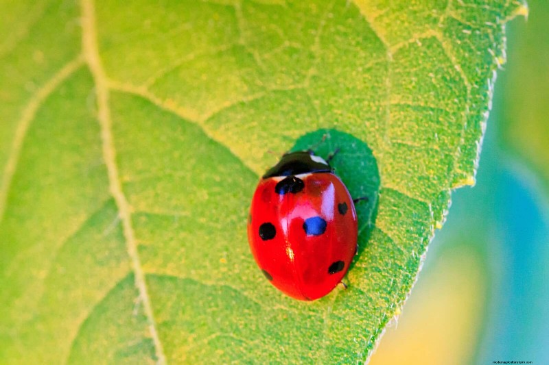 25 Common Gardening Myths Debunked for Beginner Gardeners