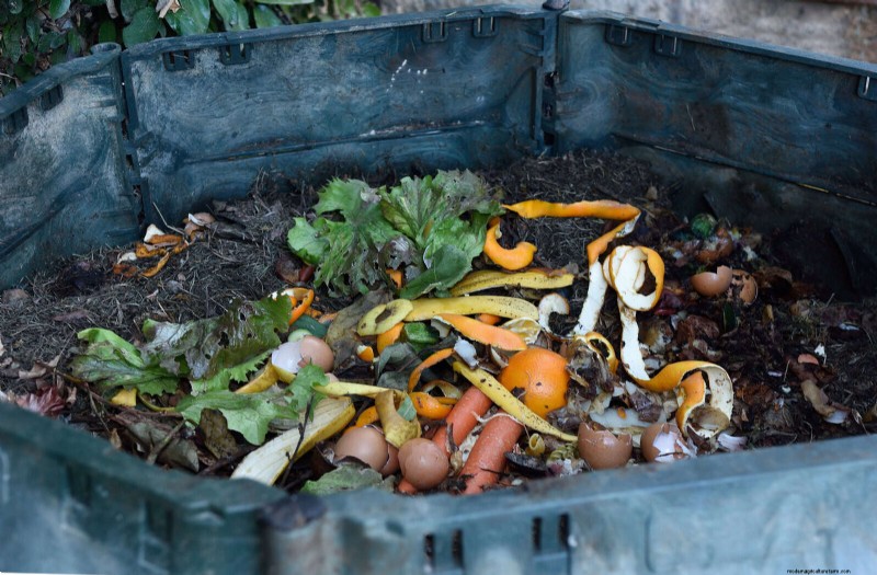 25 Common Gardening Myths Debunked for Beginner Gardeners