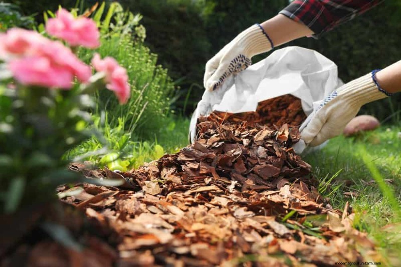 25 Common Gardening Myths Debunked for Beginner Gardeners
