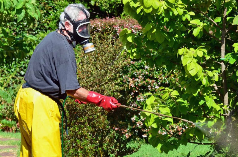 25 Common Gardening Myths Debunked for Beginner Gardeners
