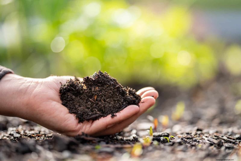 25 Common Gardening Myths Debunked for Beginner Gardeners