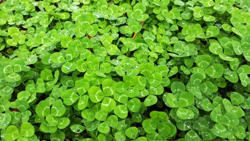 25 Common Gardening Myths Debunked for Beginner Gardeners