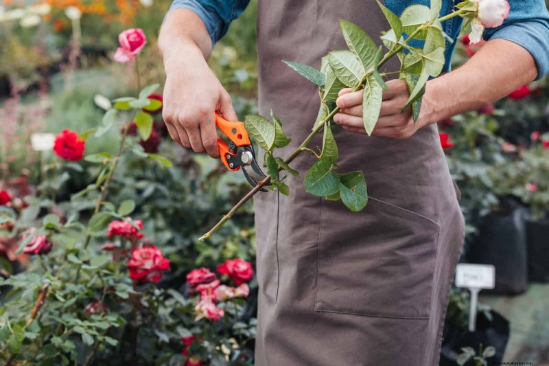 25 Common Gardening Myths Debunked for Beginner Gardeners