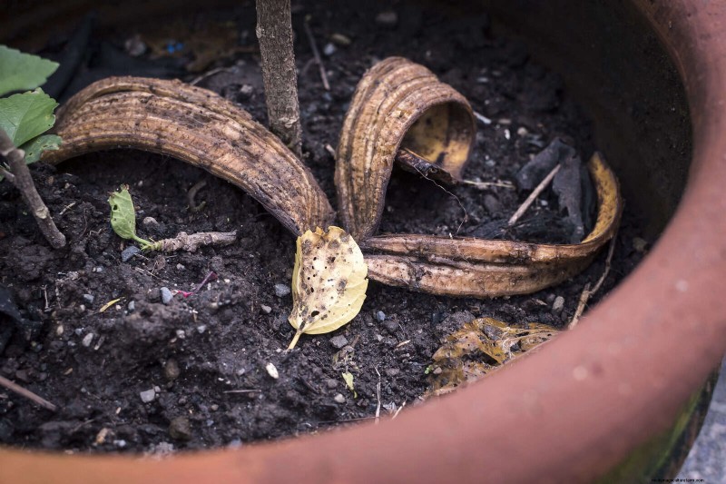 25 Common Gardening Myths Debunked for Beginner Gardeners