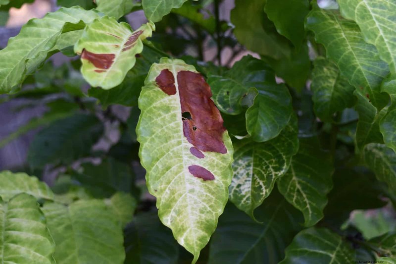 25 Common Gardening Myths Debunked for Beginner Gardeners