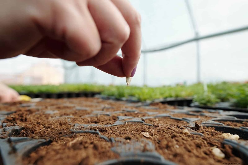 25 Common Gardening Myths Debunked for Beginner Gardeners