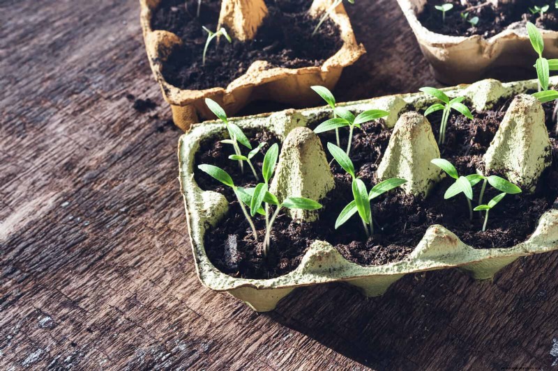 25 Common Gardening Myths Debunked for Beginner Gardeners