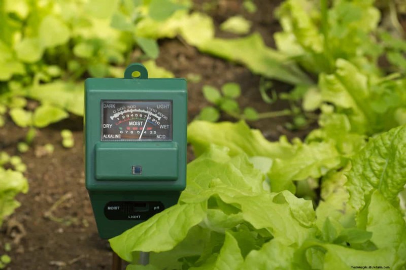 25 Common Gardening Myths Debunked for Beginner Gardeners