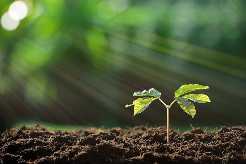 25 Common Gardening Myths Debunked for Beginner Gardeners