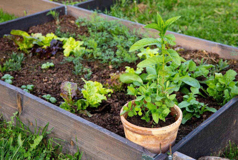 25 Common Gardening Myths Debunked for Beginner Gardeners