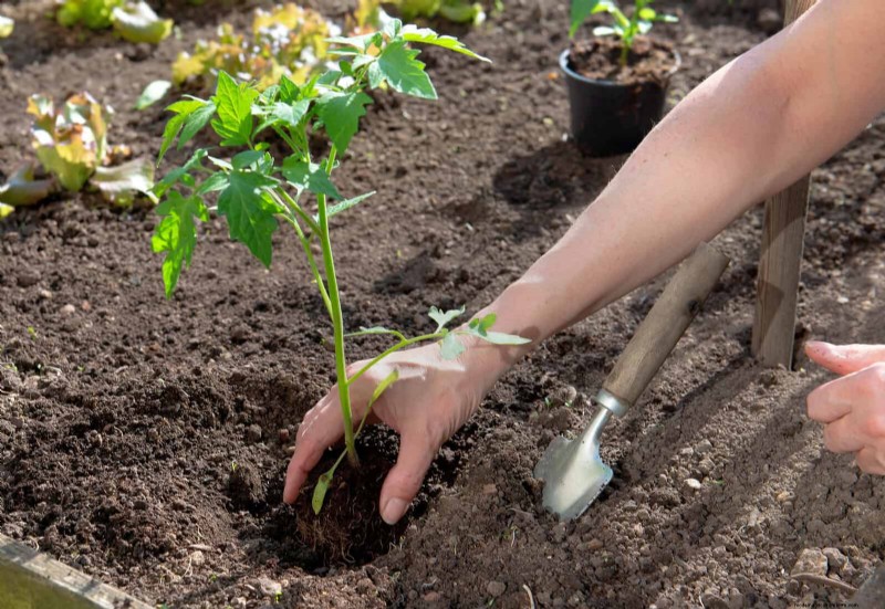 25 Common Gardening Myths Debunked for Beginner Gardeners
