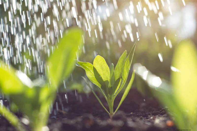 25 Common Gardening Myths Debunked for Beginner Gardeners