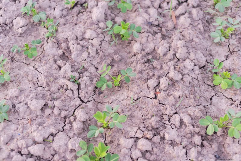 25 Common Gardening Myths Debunked for Beginner Gardeners