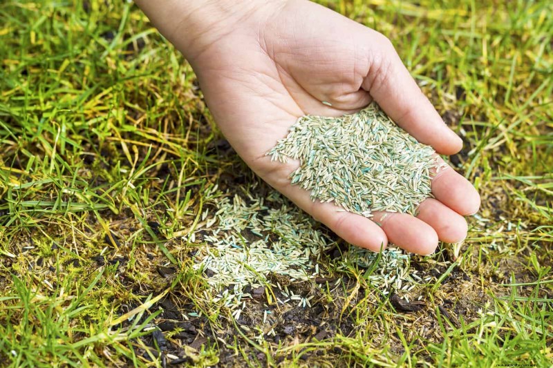Common Yard Problems & Easy Solutions: A Gardener s Guide
