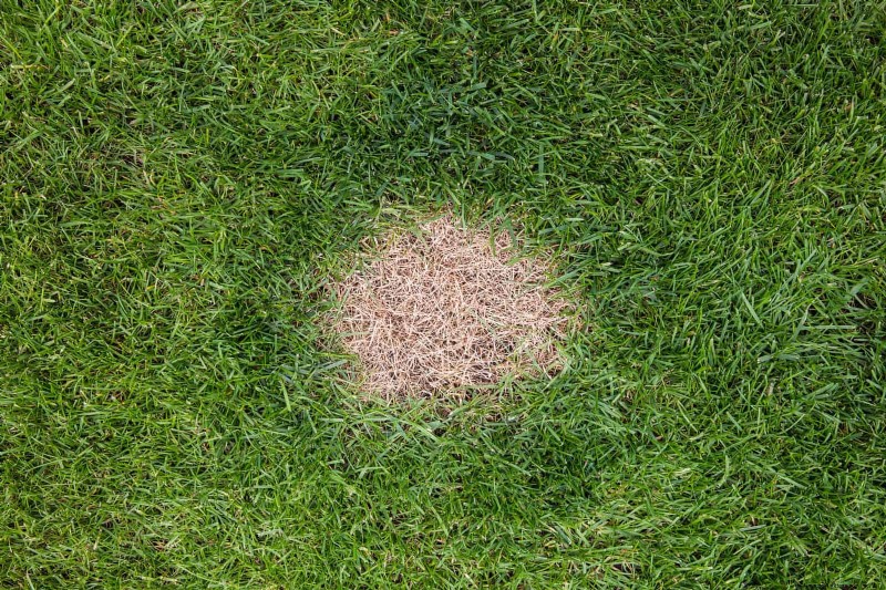 Common Yard Problems & Easy Solutions: A Gardener s Guide