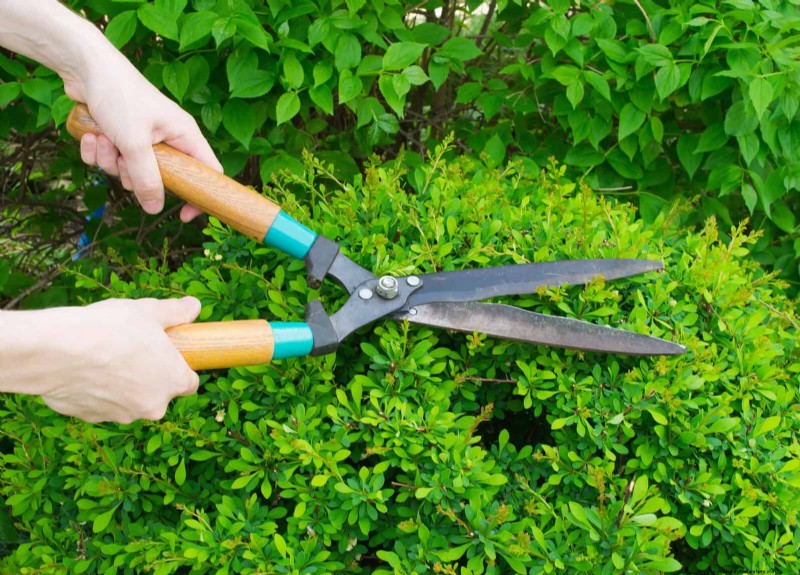 Common Yard Problems & Easy Solutions: A Gardener s Guide