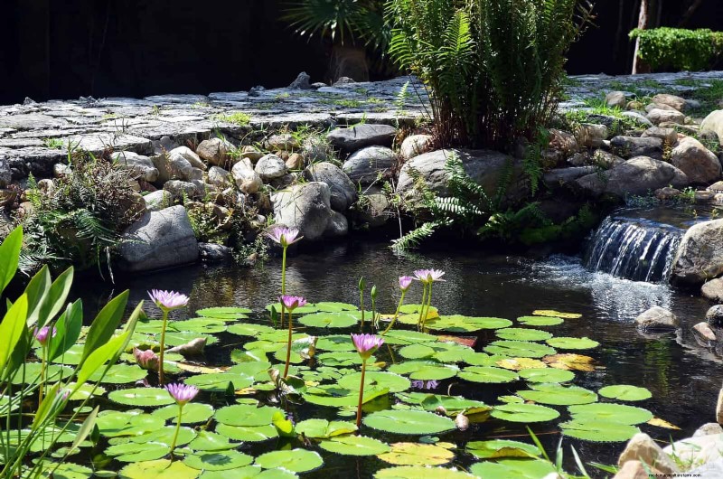 Common Yard Problems & Easy Solutions: A Gardener s Guide
