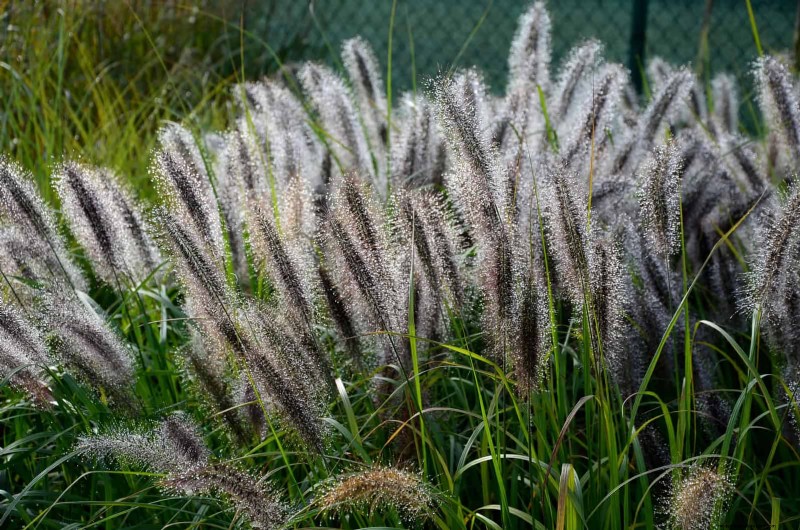 Common Yard Problems & Easy Solutions: A Gardener s Guide
