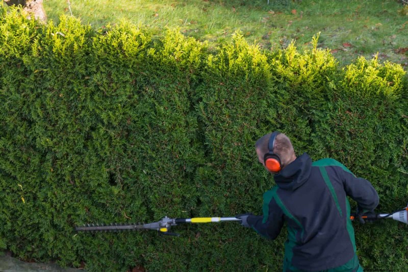 Common Yard Problems & Easy Solutions: A Gardener s Guide