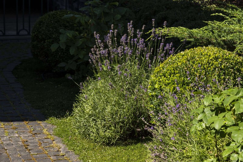 Common Yard Problems & Easy Solutions: A Gardener s Guide