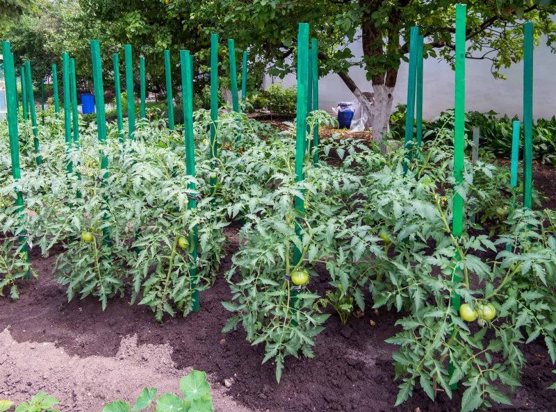 Common Yard Problems & Easy Solutions: A Gardener s Guide