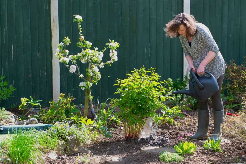 Common Yard Problems & Easy Solutions: A Gardener s Guide